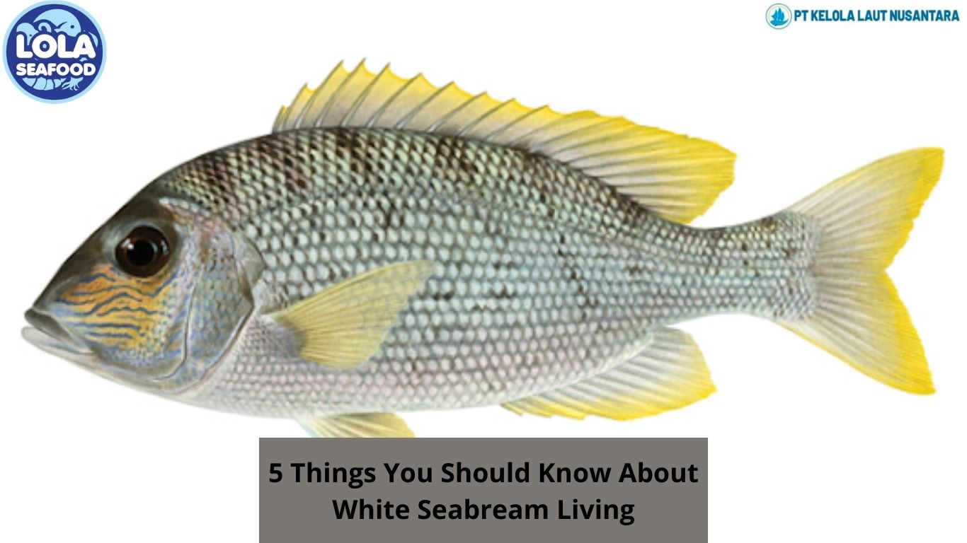 5 Things You Should Know About White Seabream Living